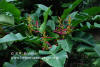 Heliconia aemygdiana (flowering clump)